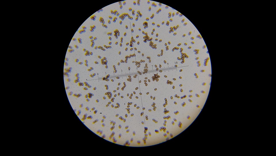Agaricus andrewii image