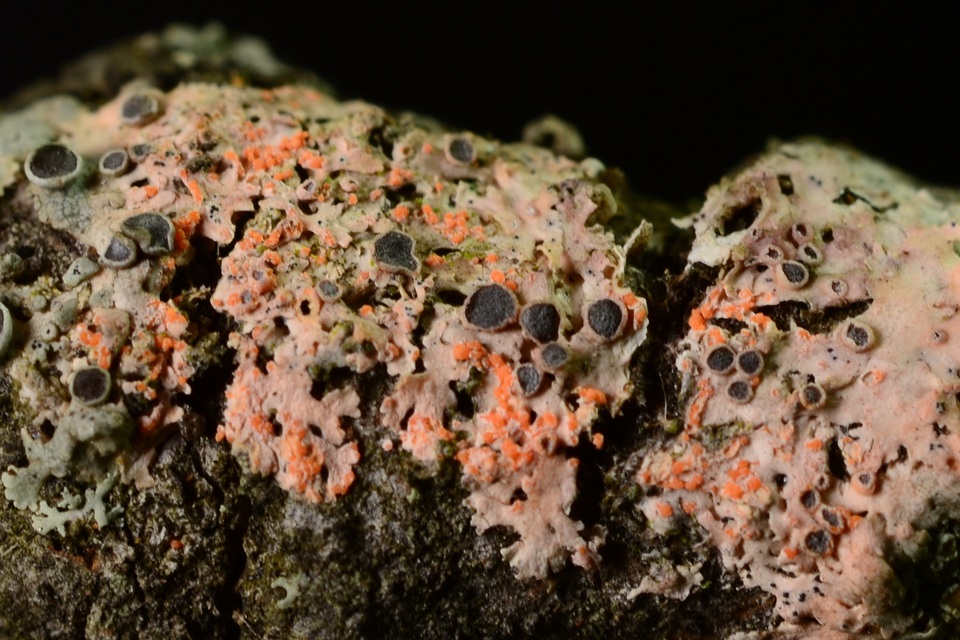 Marchandiobasidium aurantiacum image