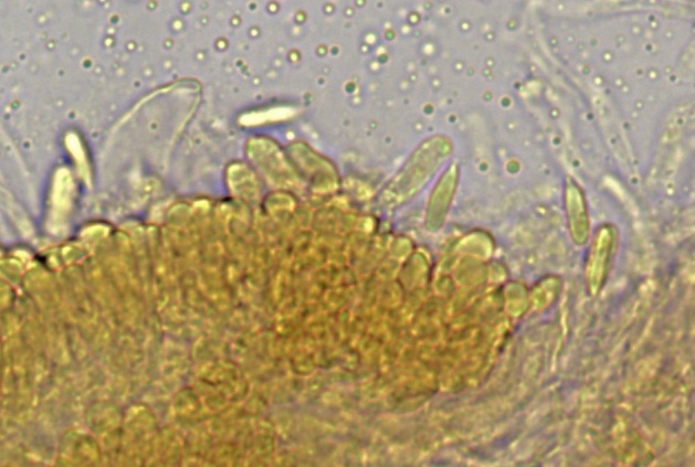 Hemimycena epichloë image