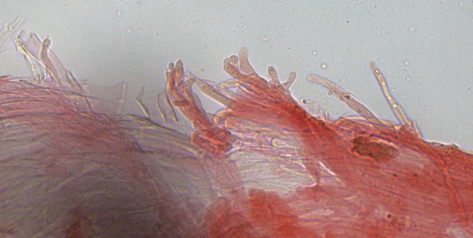 Hemimycena epichloë image