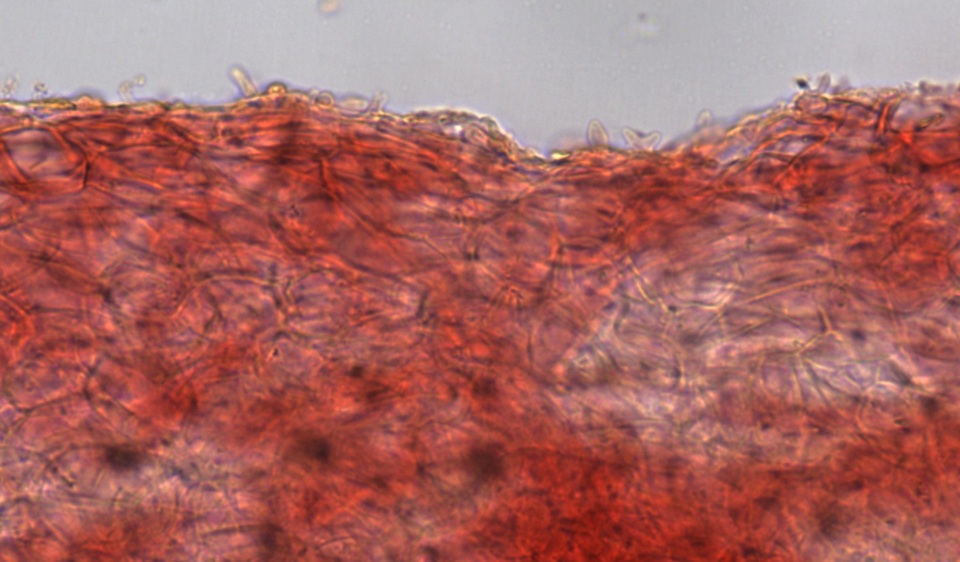 Hemimycena epichloë image