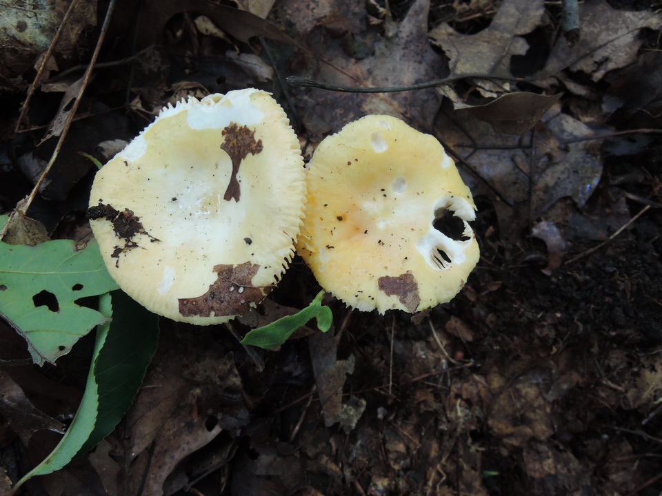 Russula risigallina image