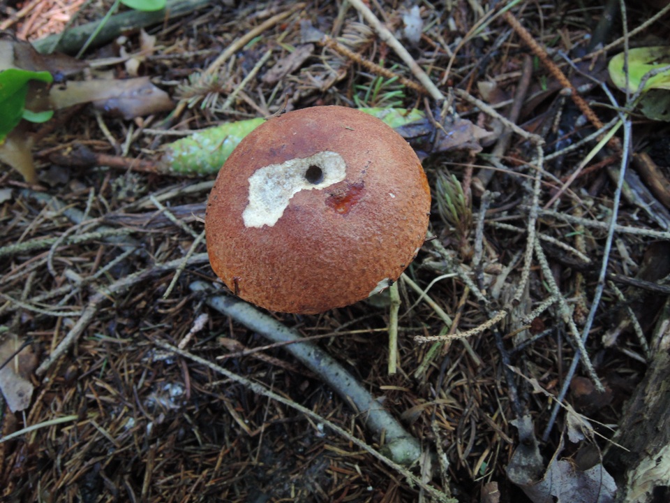 Leccinum piceinum image