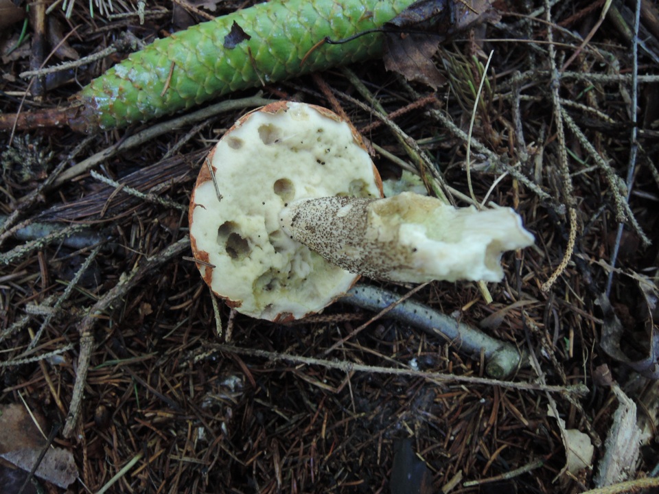 Leccinum piceinum image