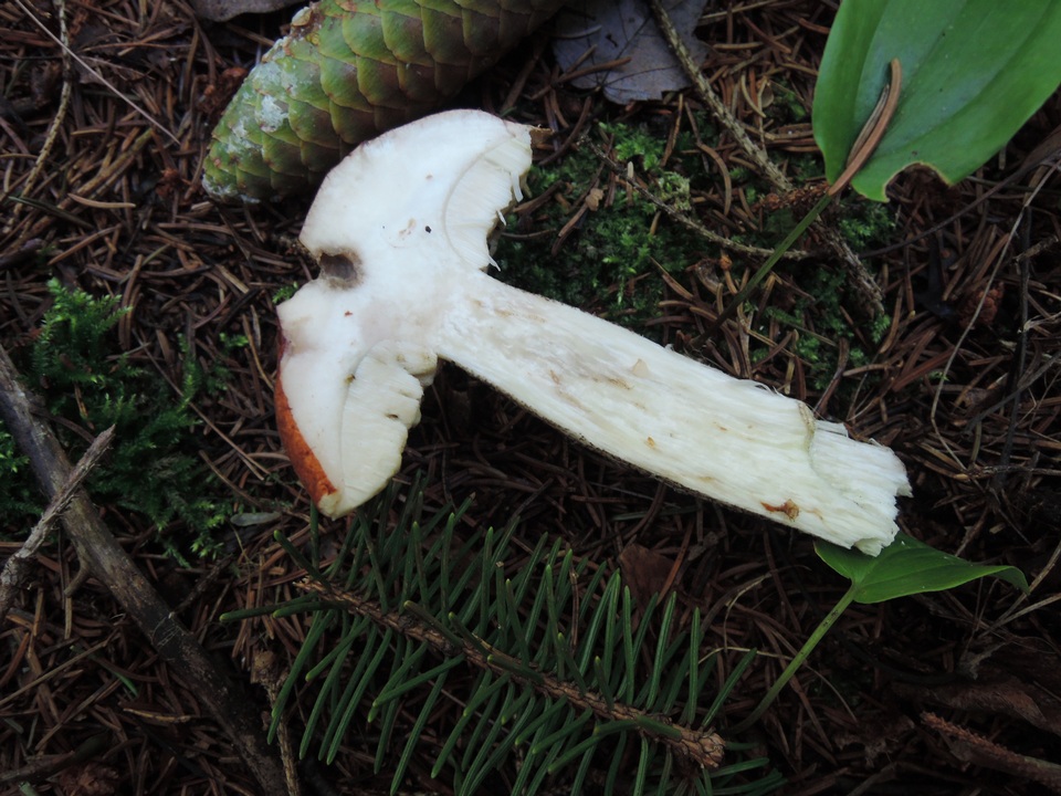 Leccinum piceinum image