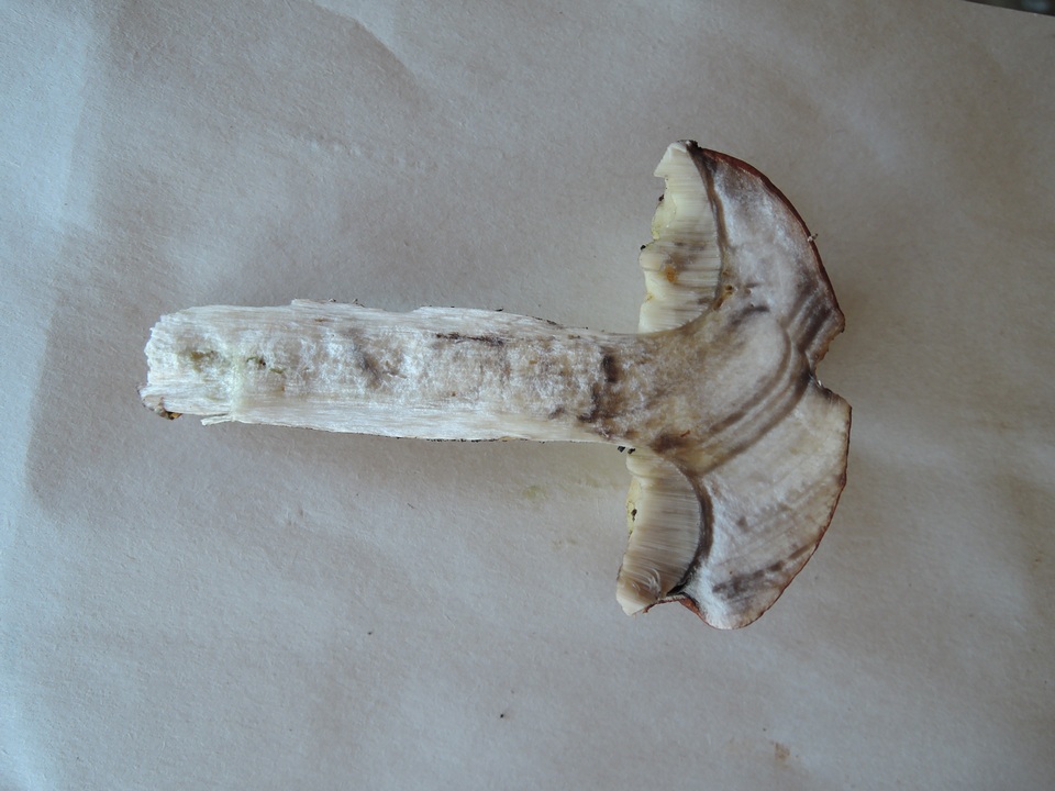 Leccinum piceinum image