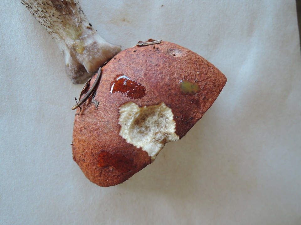 Leccinum piceinum image