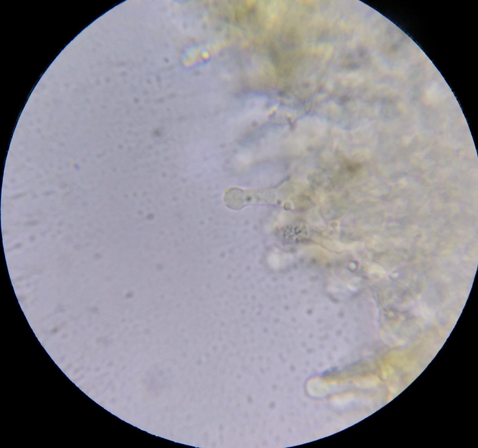 Gymnopilus luteus image