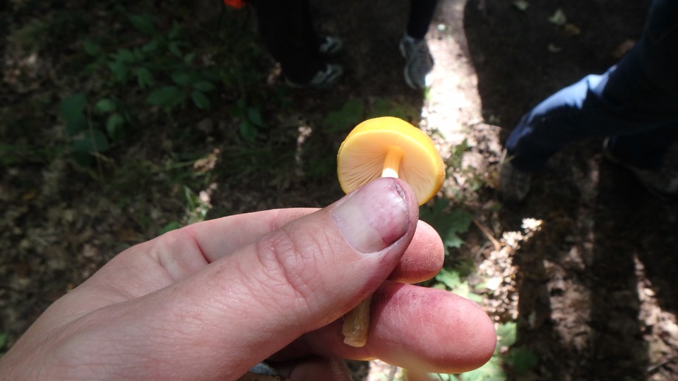 Pluteus luteus image
