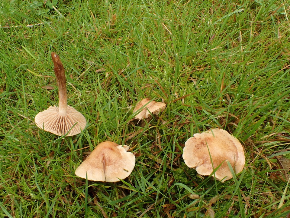 Hebeloma sacchariolens image