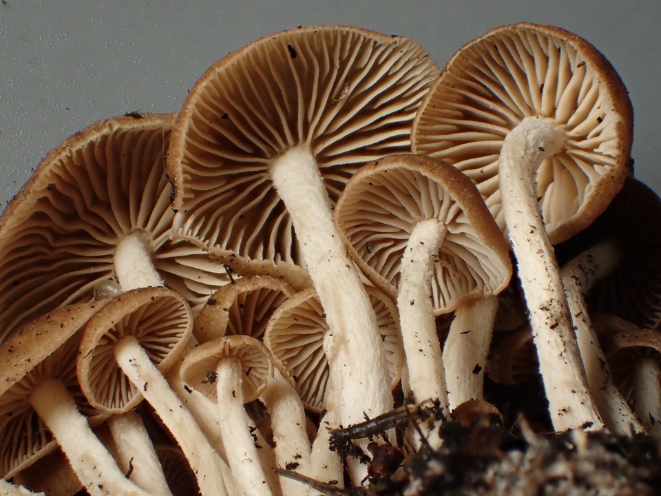 Gymnopus subpruinosus image