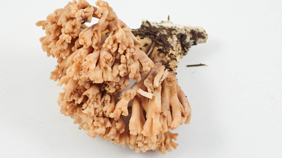 Ramaria testaceoflava image