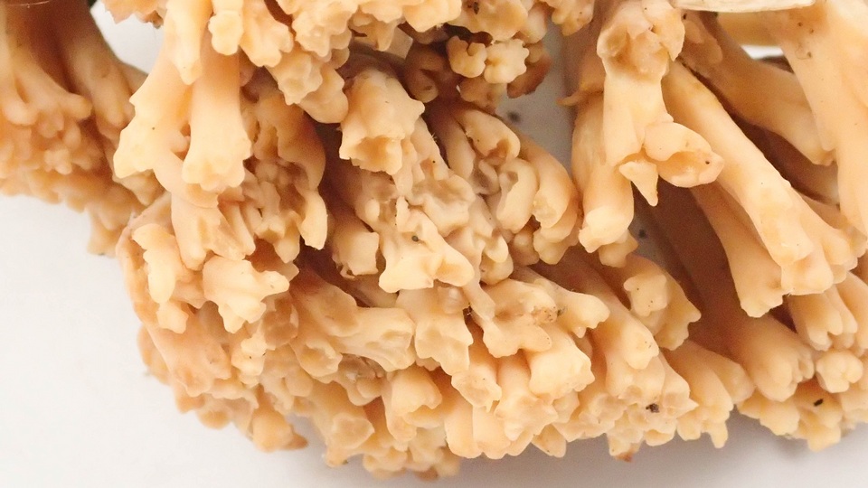 Ramaria testaceoflava image