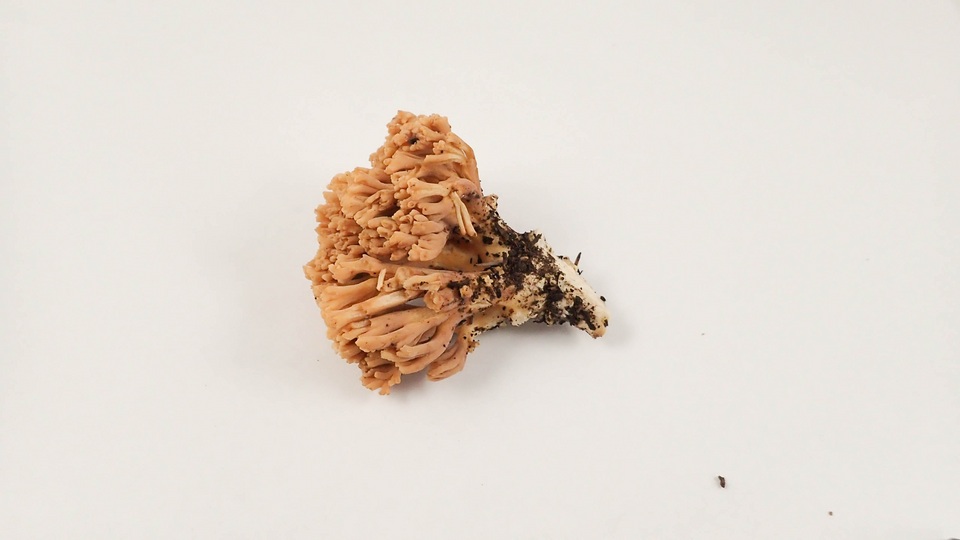 Ramaria testaceoflava image