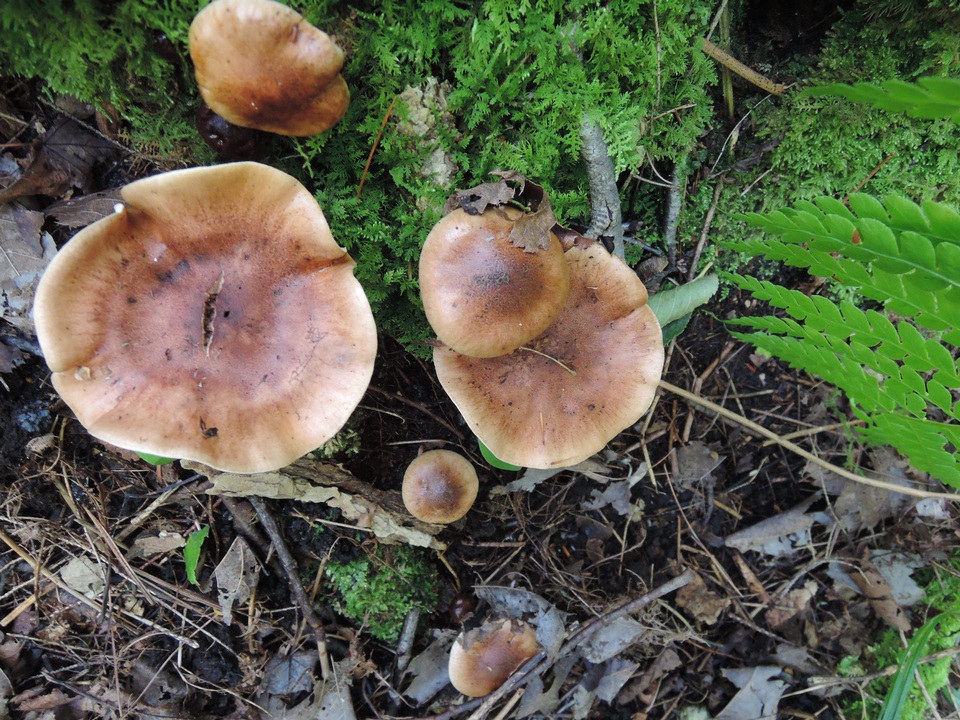 Tricholoma ustale image