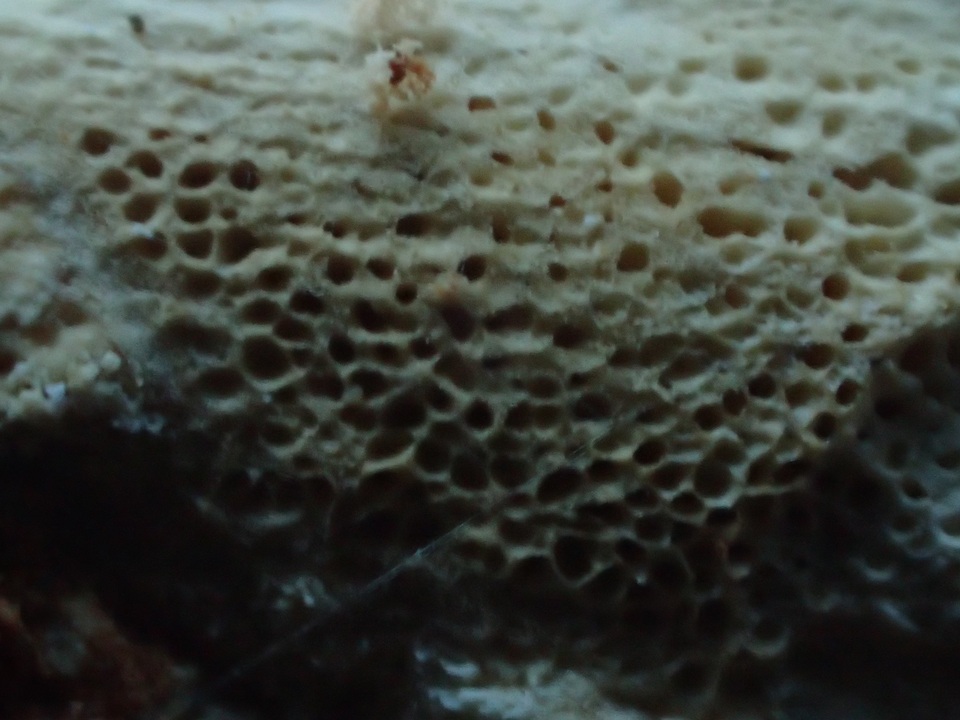 Cinereomyces lindbladii image