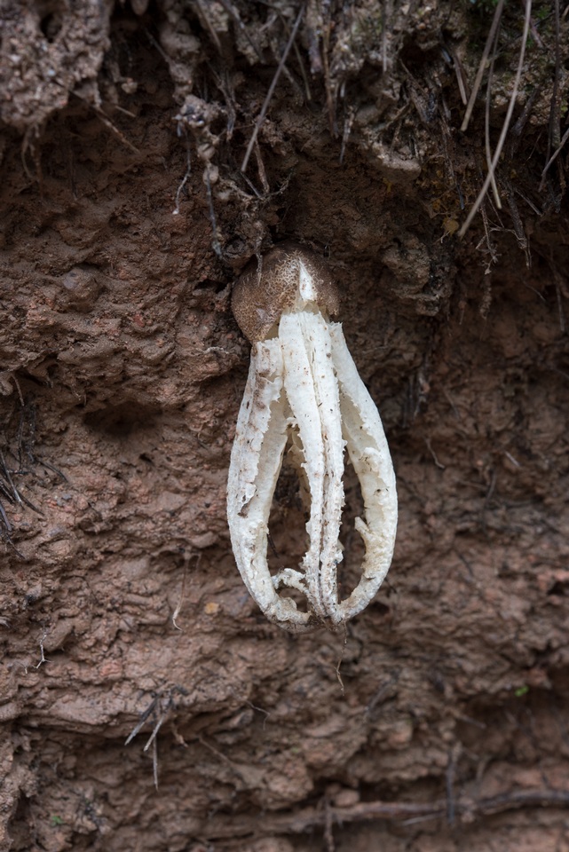 Blumenavia toribiotalpaensis image