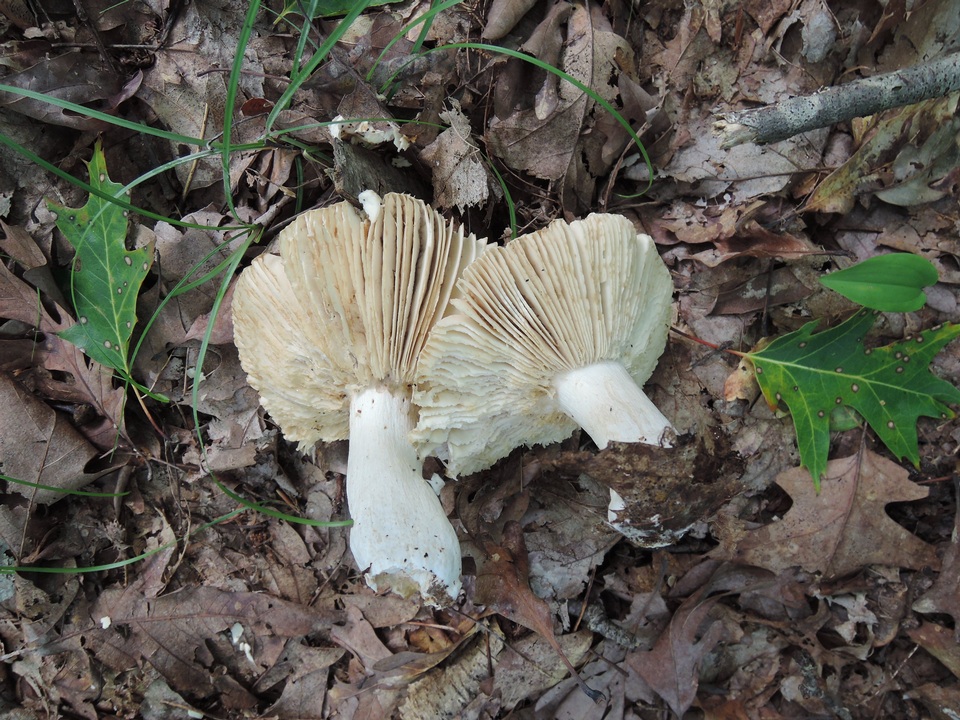 Russula inopina image