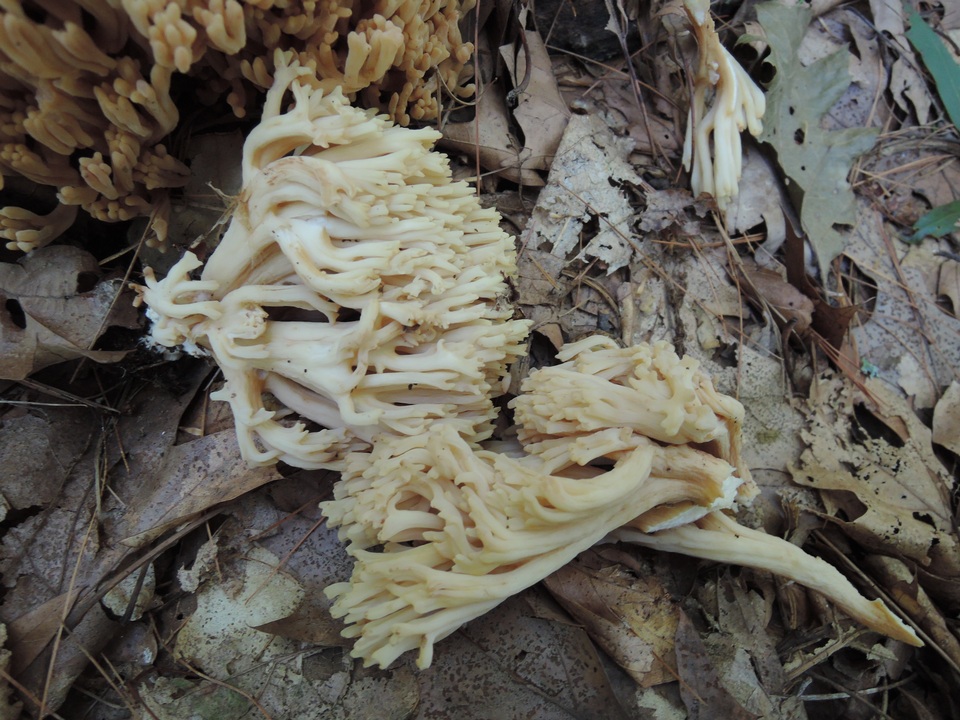 Ramaria pallida image
