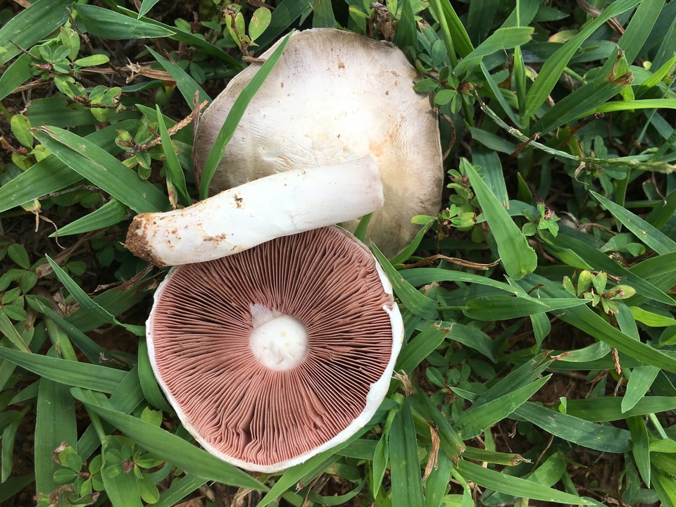 Agaricus andrewii image