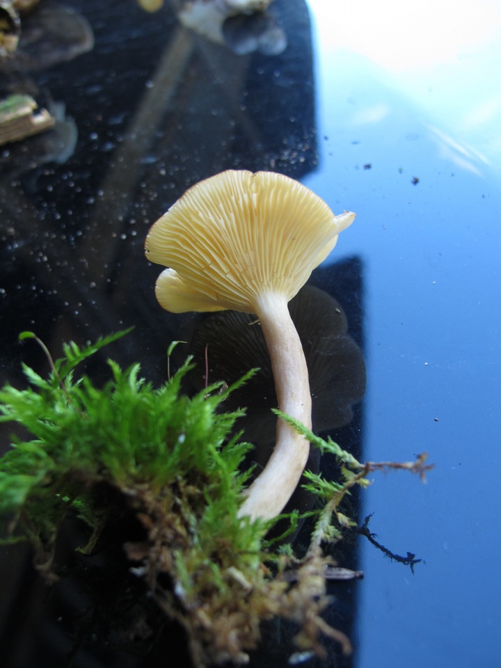 Tricholomopsis sulphurea image