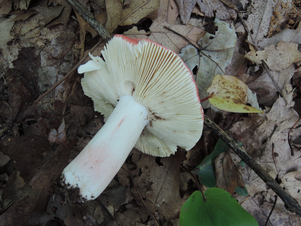 Russula borealis image