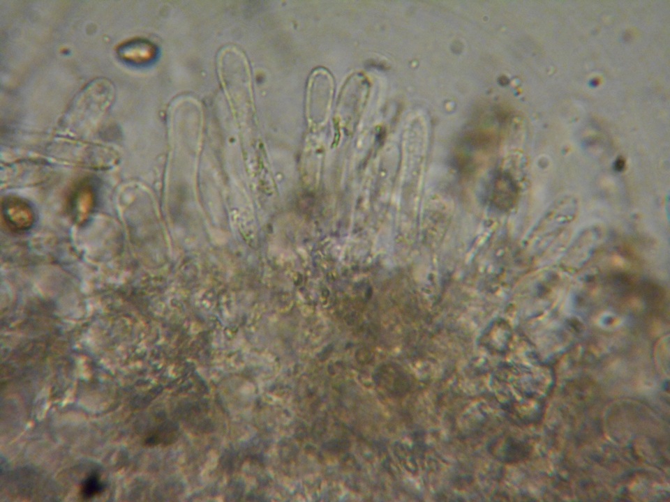 Hebeloma sacchariolens image