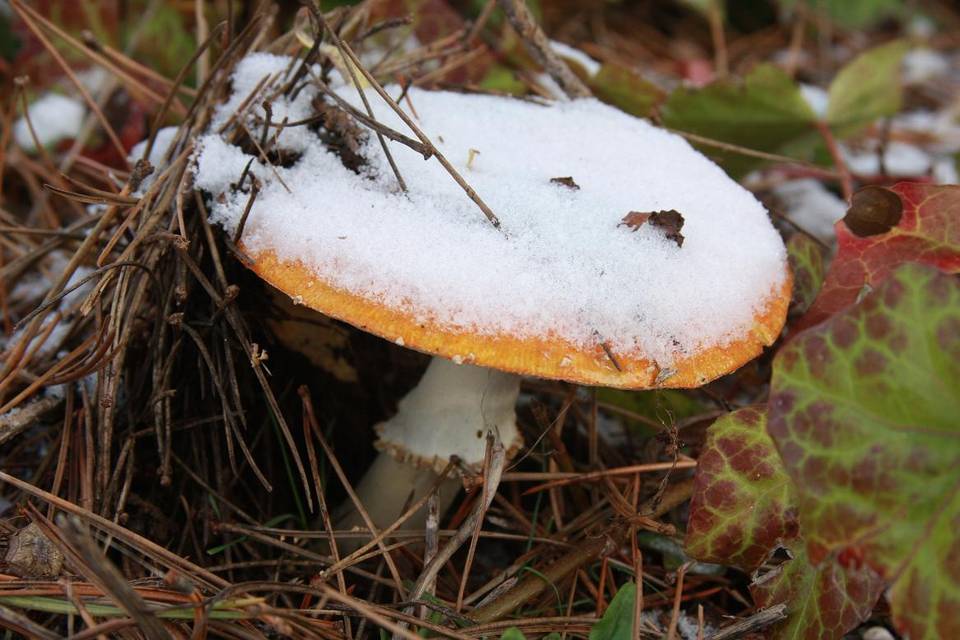 Amanita amerimuscaria image