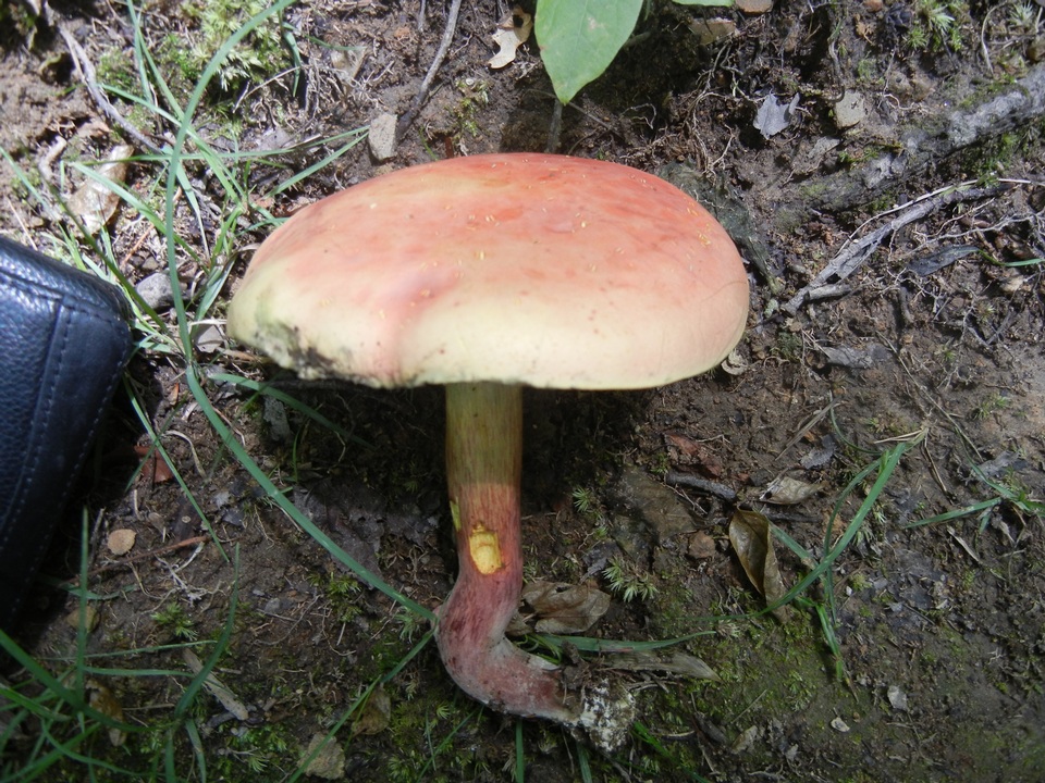 Boletus fairchildianus image