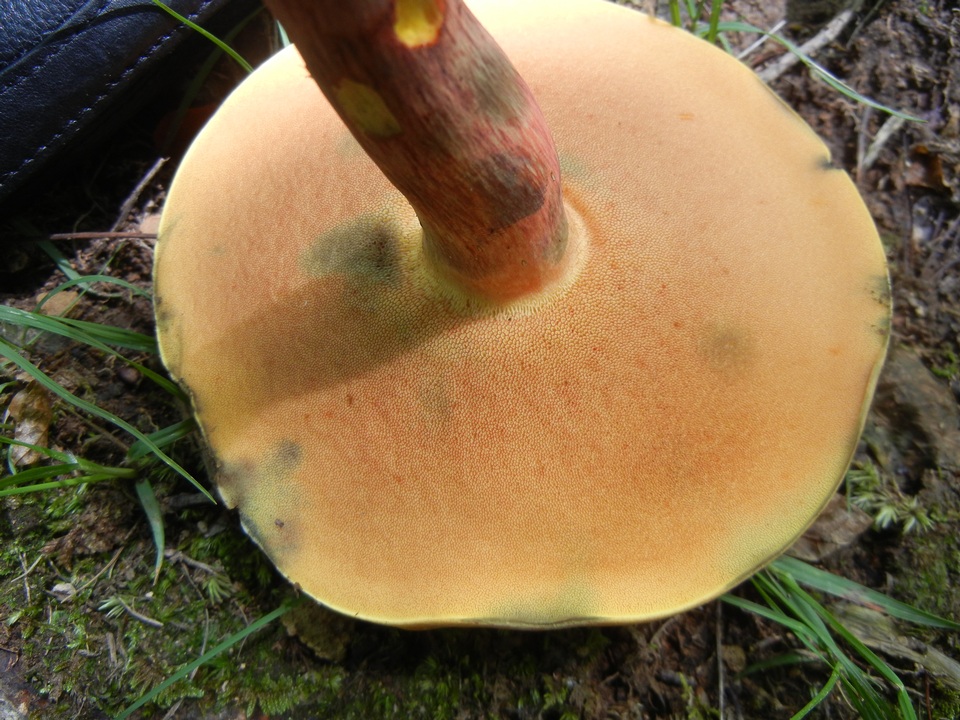 Boletus fairchildianus image