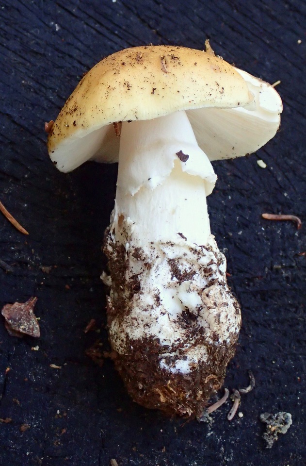 Amanita alpinicola image