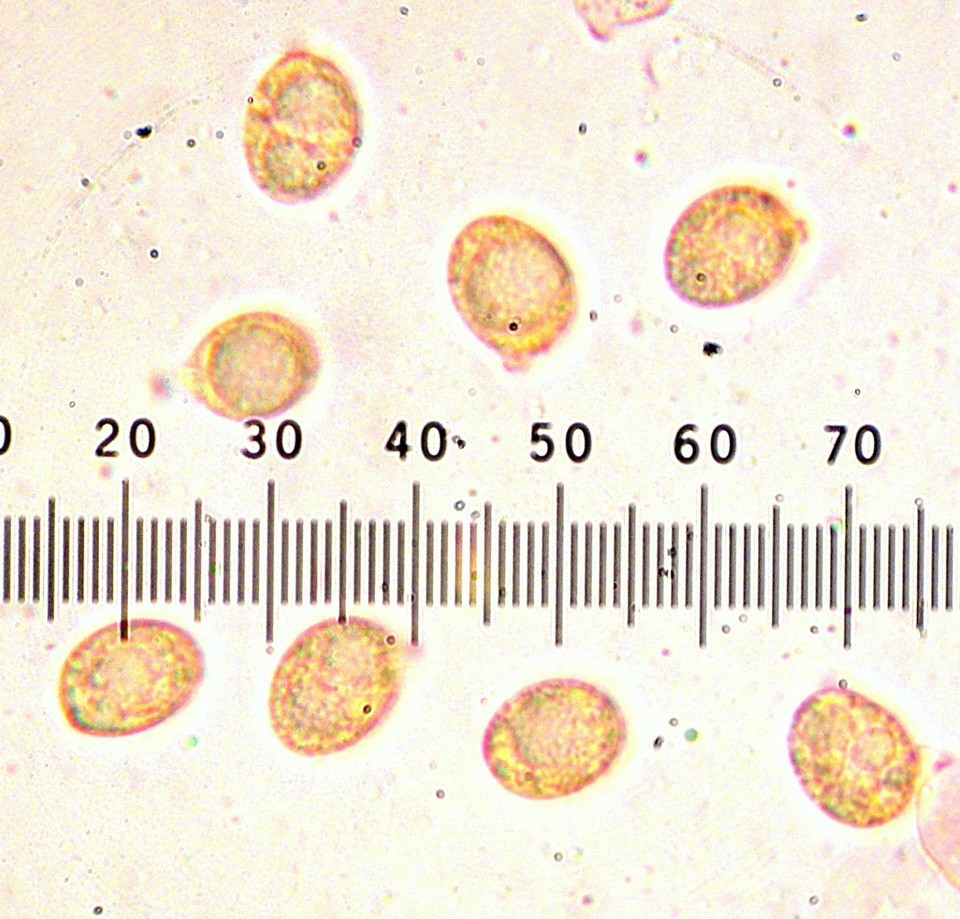 Amanita alpinicola image