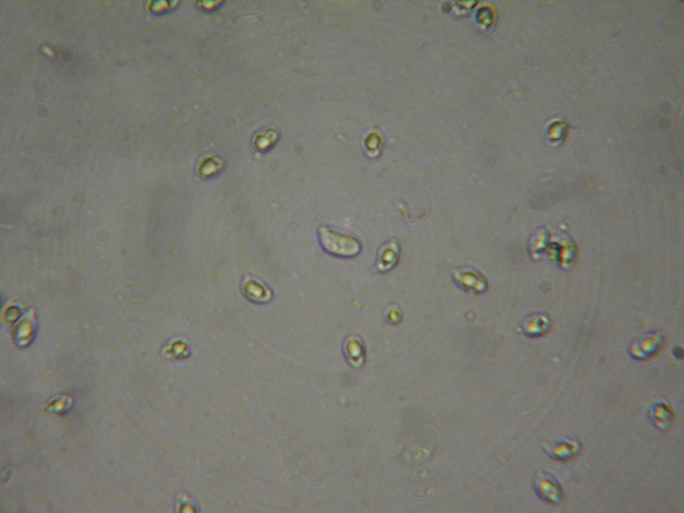 Gymnopus subpruinosus image