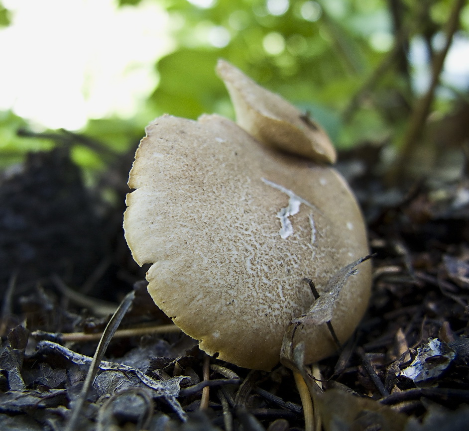 Lentinus cyathiformis image