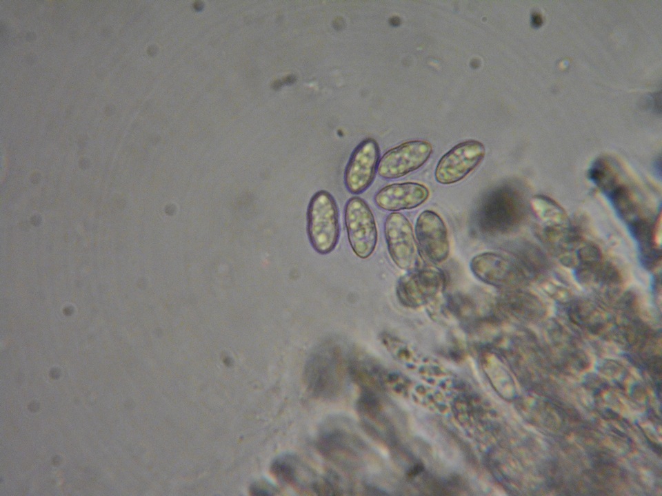 Sphaerostilbella berkeleyana image