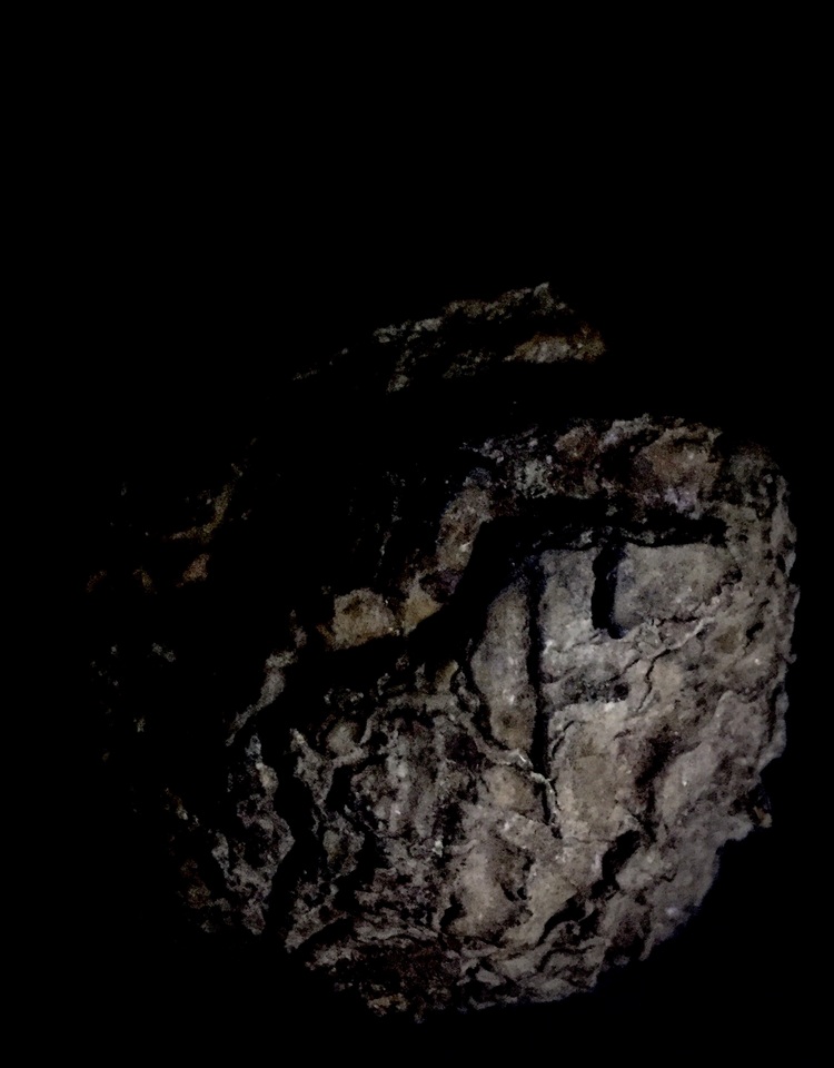 Wolfiporia extensa image