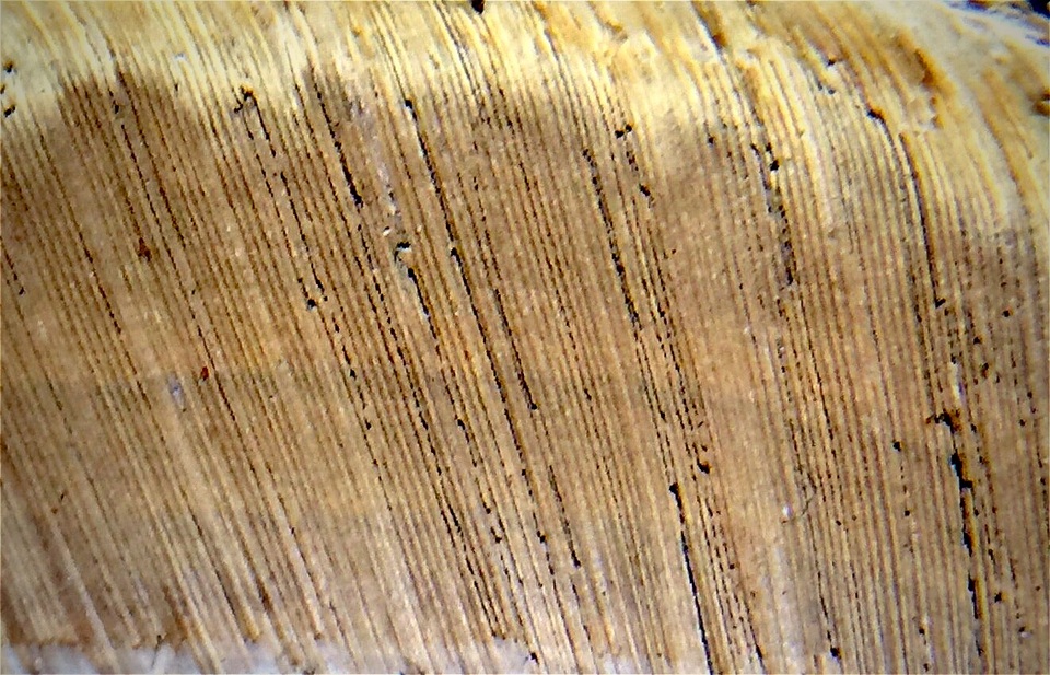 Ganoderma sichuanense image