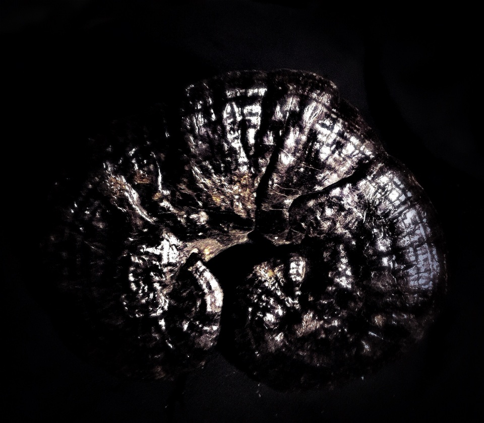 Ganoderma microsporum image