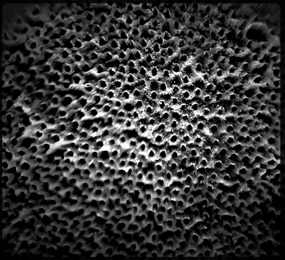 Ganoderma microsporum image