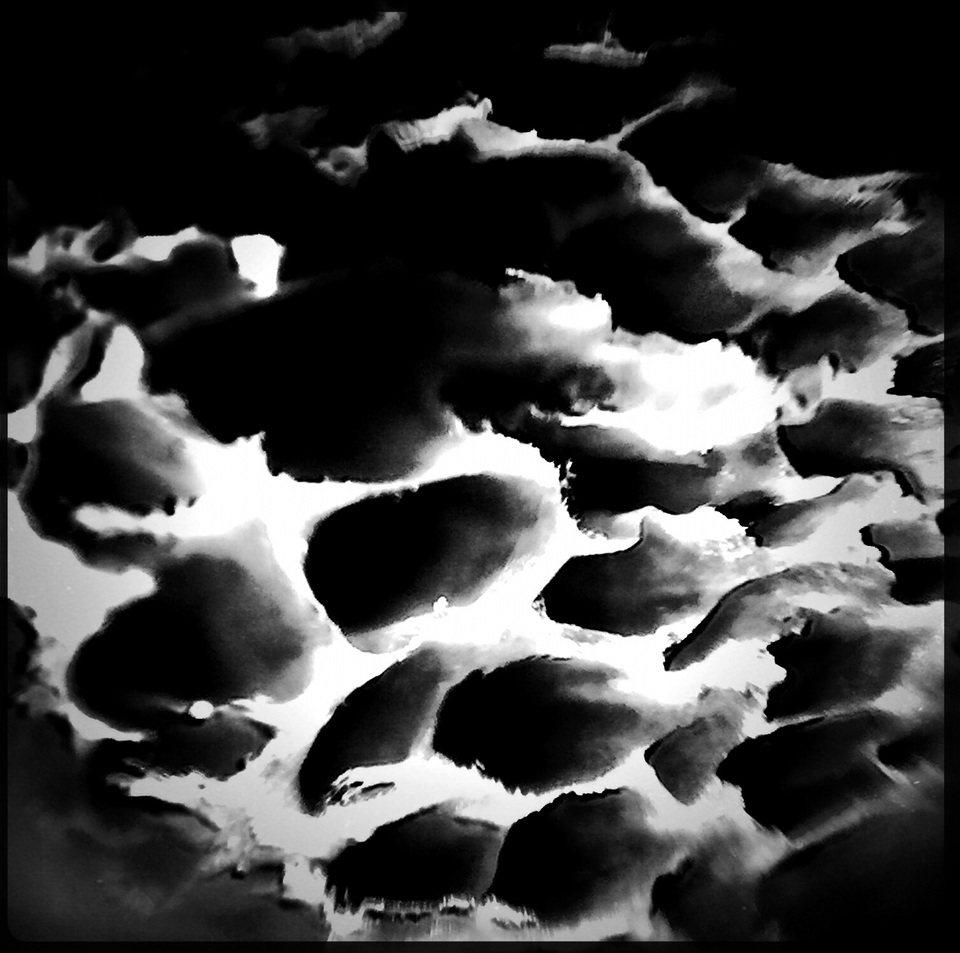 Tyromyces galactinus image