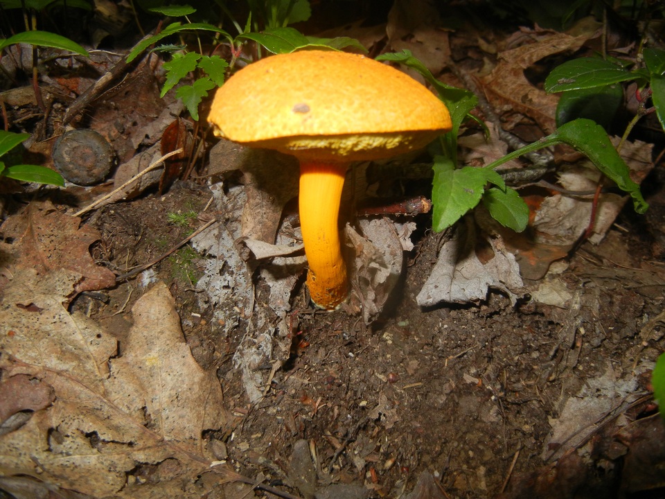 Aureoboletus auriflammeus image