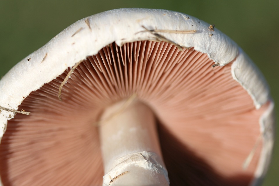 Agaricus andrewii image