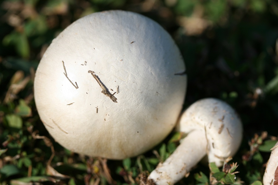 Agaricus andrewii image