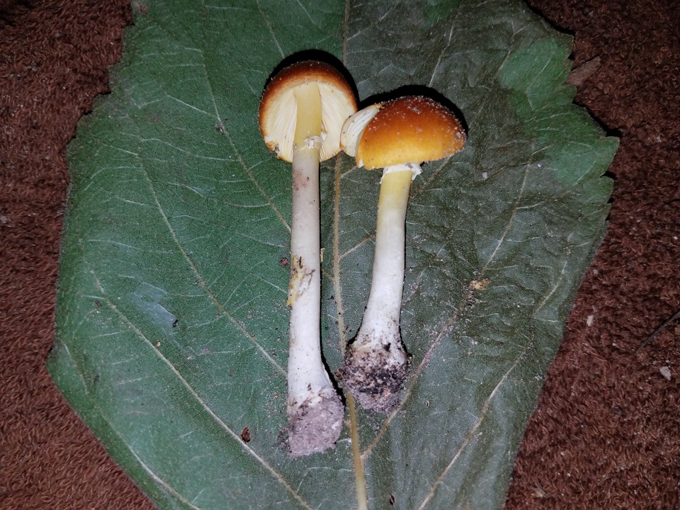 Amanita flavivolva image