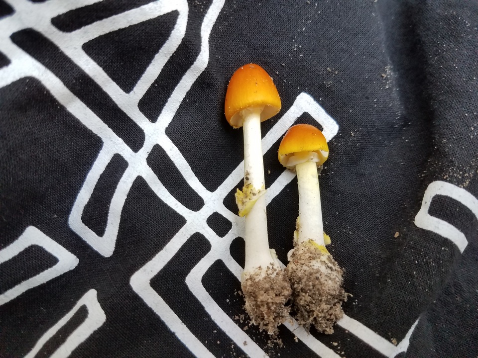 Amanita flavivolva image