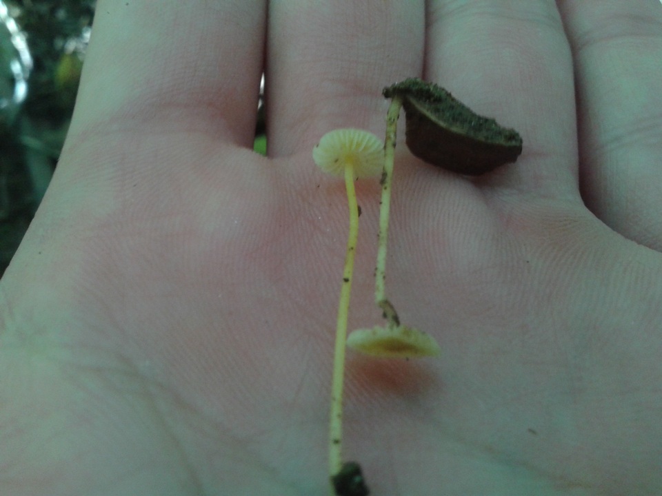 Mycena crocea image
