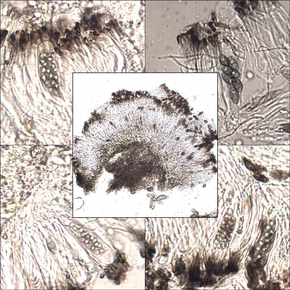 Rinodina oleae image
