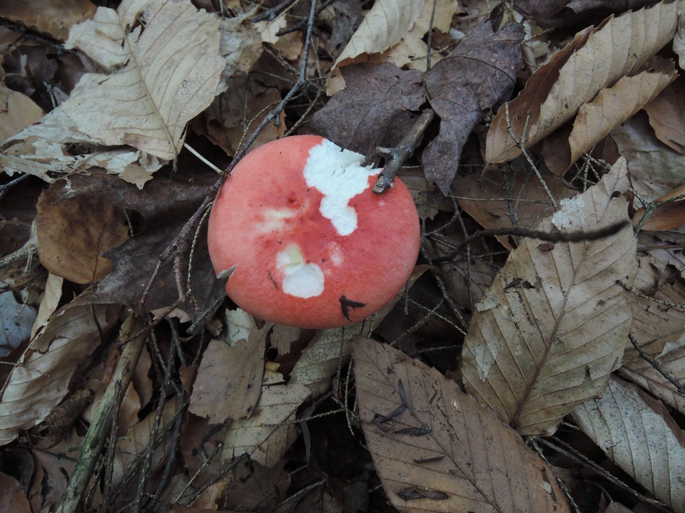 Russula nobilis image
