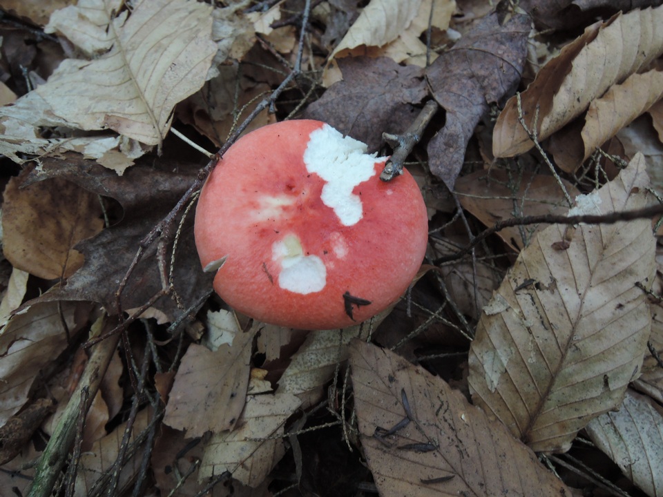 Russula nobilis image