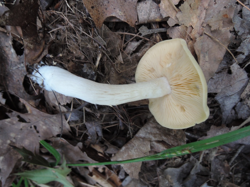 Entoloma flavifolium image